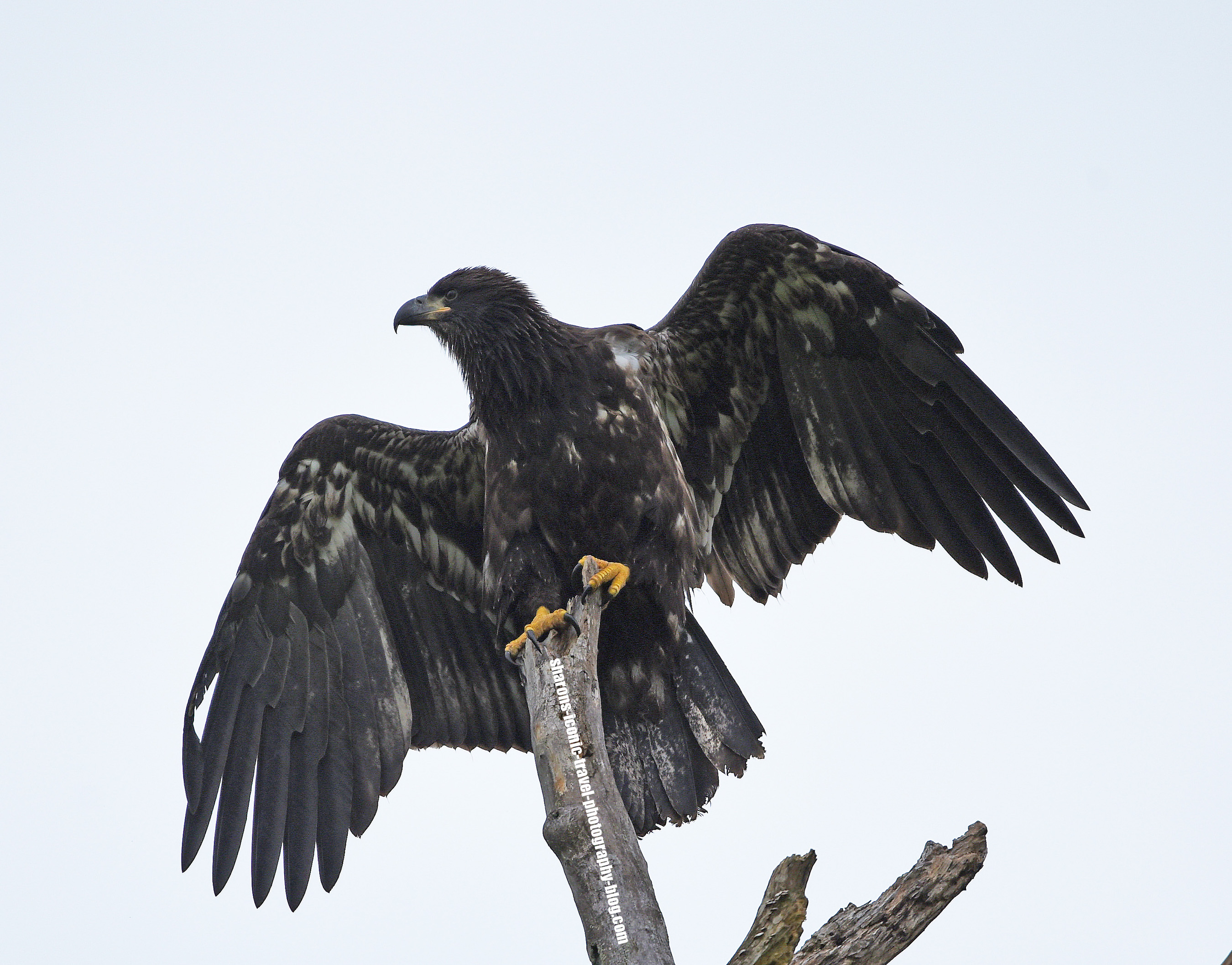 Baby Eagles Fledge – Sharon's Iconic Travel Photography Blog