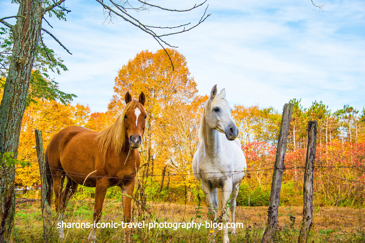 Autumn Horses – Sharon's Iconic Travel Photography Blog