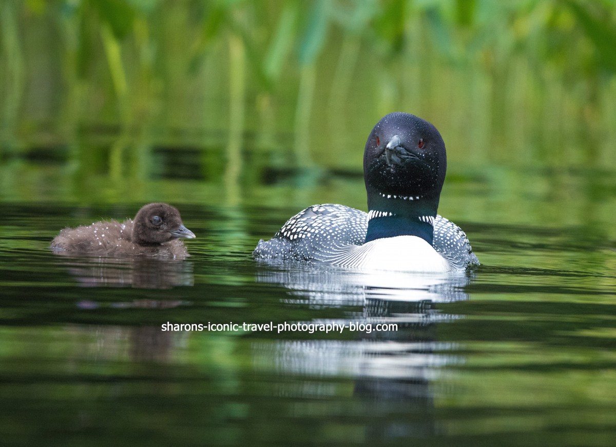Upper St. Regis Lake&nbsp;Loons
