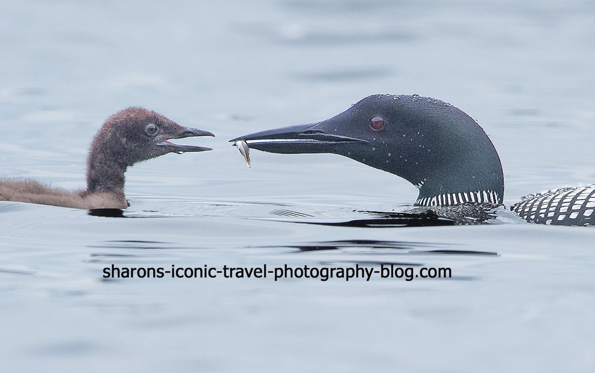 Upper Saranac Lake&nbsp;Loons
