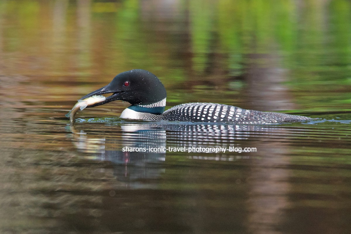 Fish Creek Ponds&nbsp;Loons