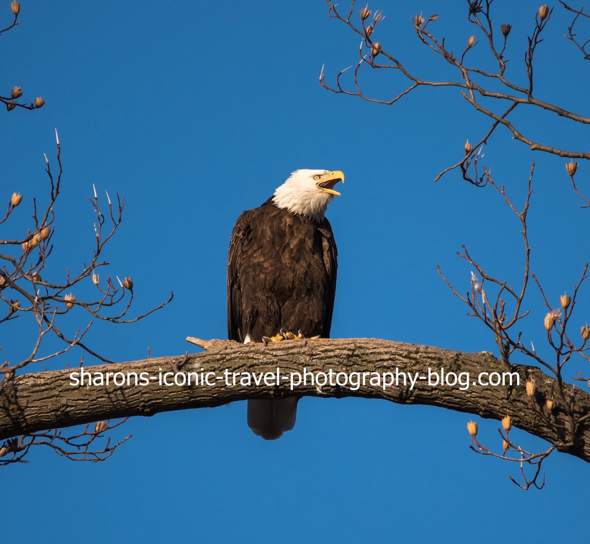 Same Nest New&nbsp;Year