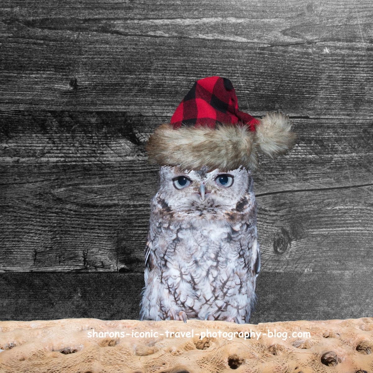 Screech Owl Holiday