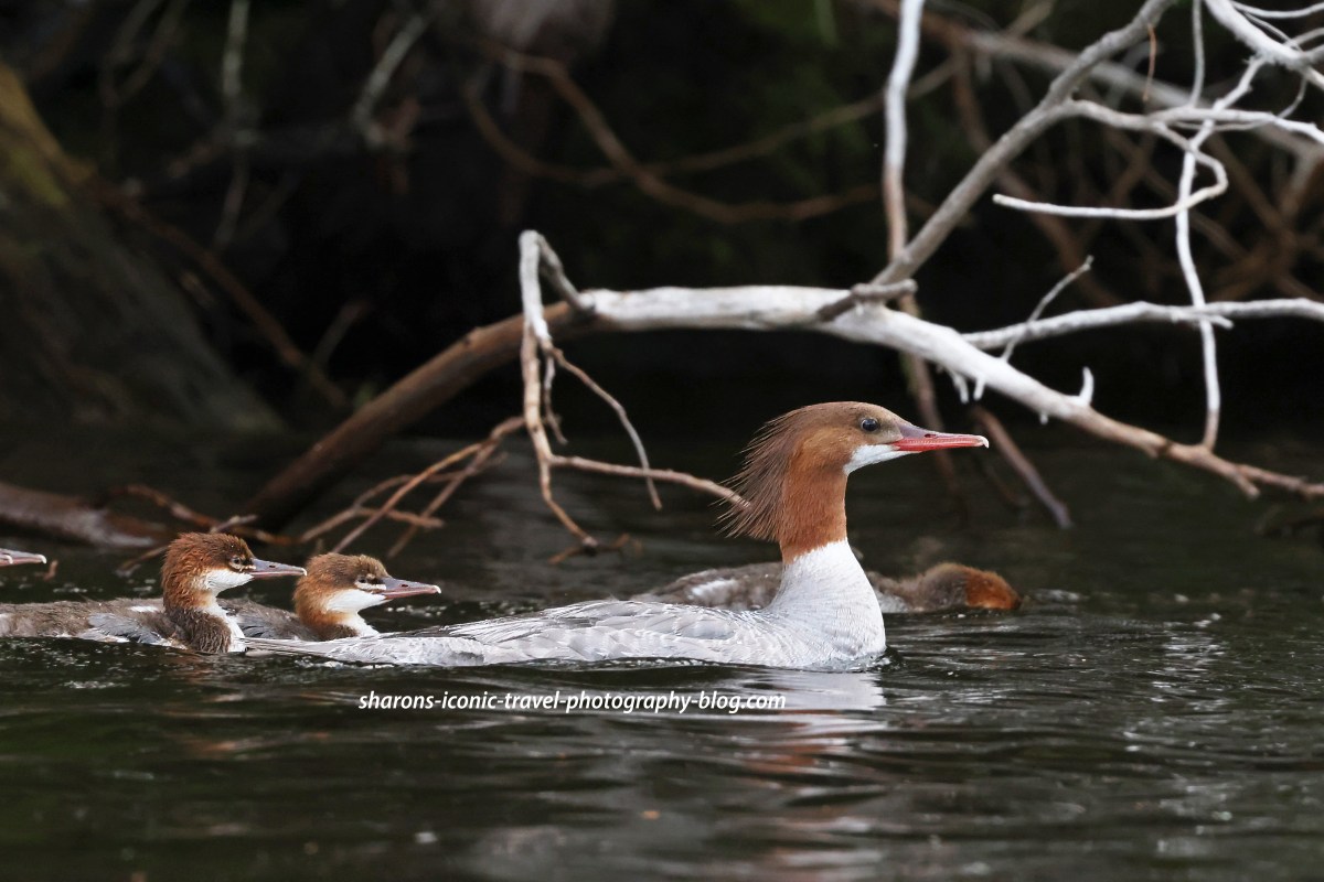 Merganser Ducks