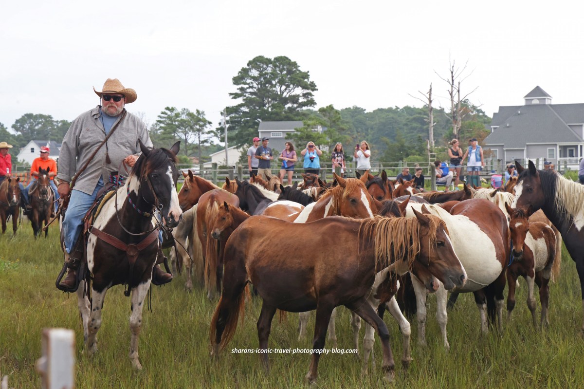 Chincoteague Island Pony&nbsp;Swim