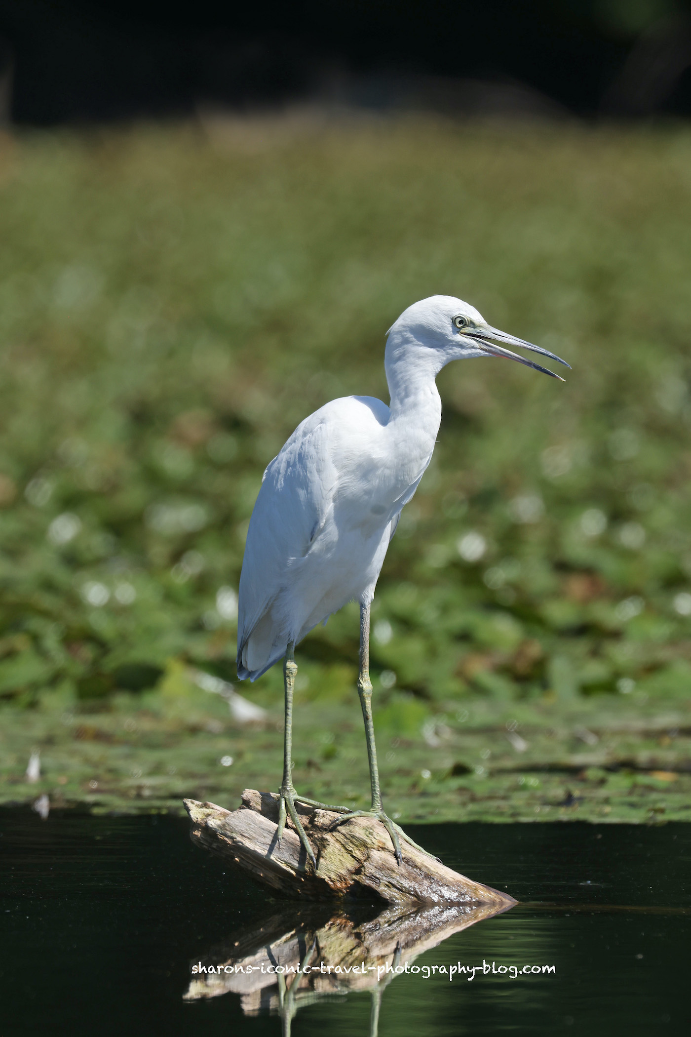 invasiveplants-sharon-s-iconic-travel-photography-blog
