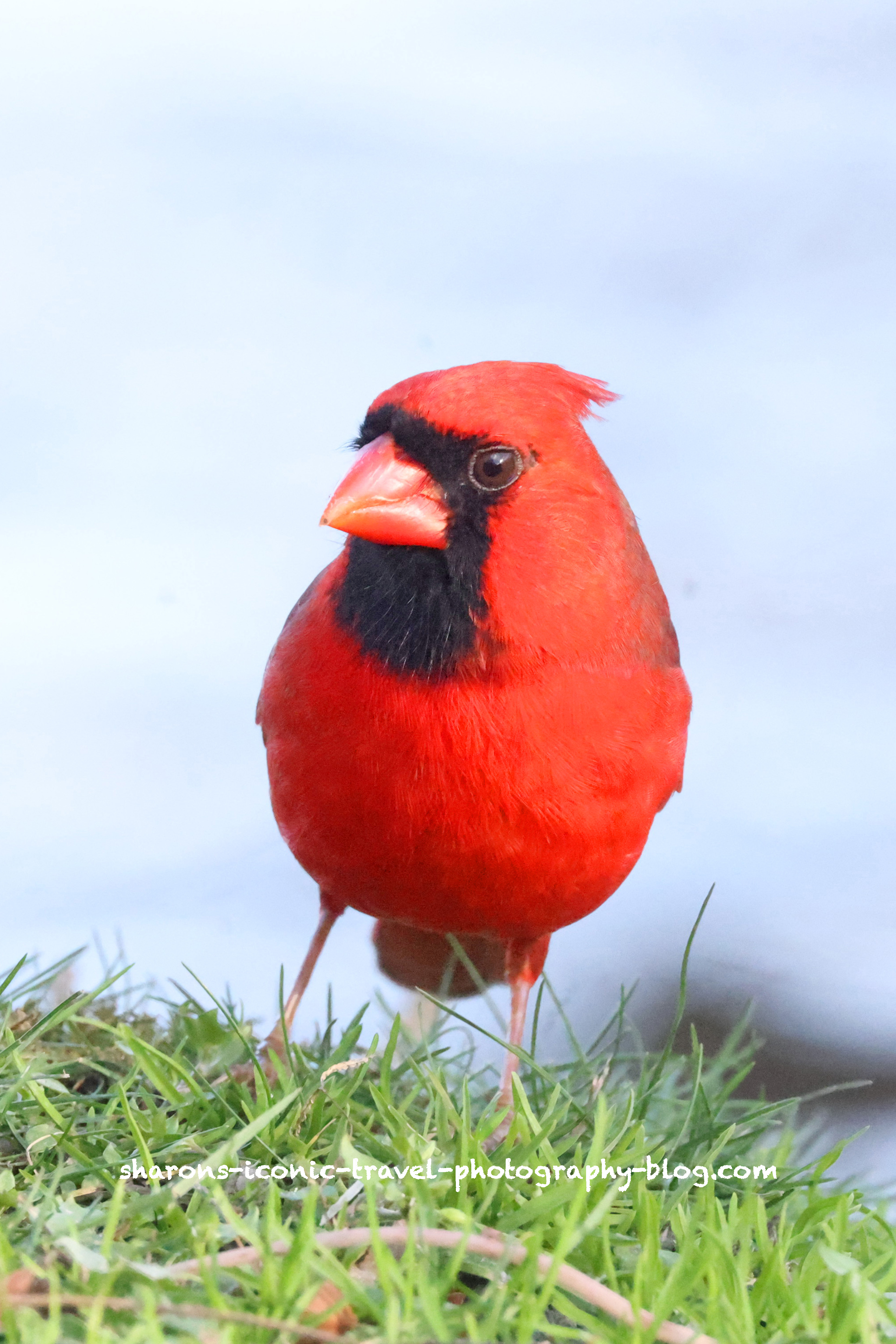 Cardinals – Sharon's Iconic Travel Photography Blog