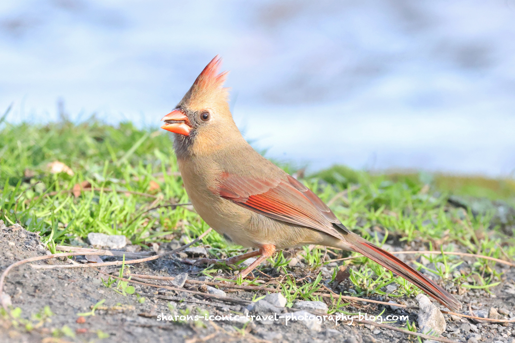 Cardinals – Sharon's Iconic Travel Photography Blog