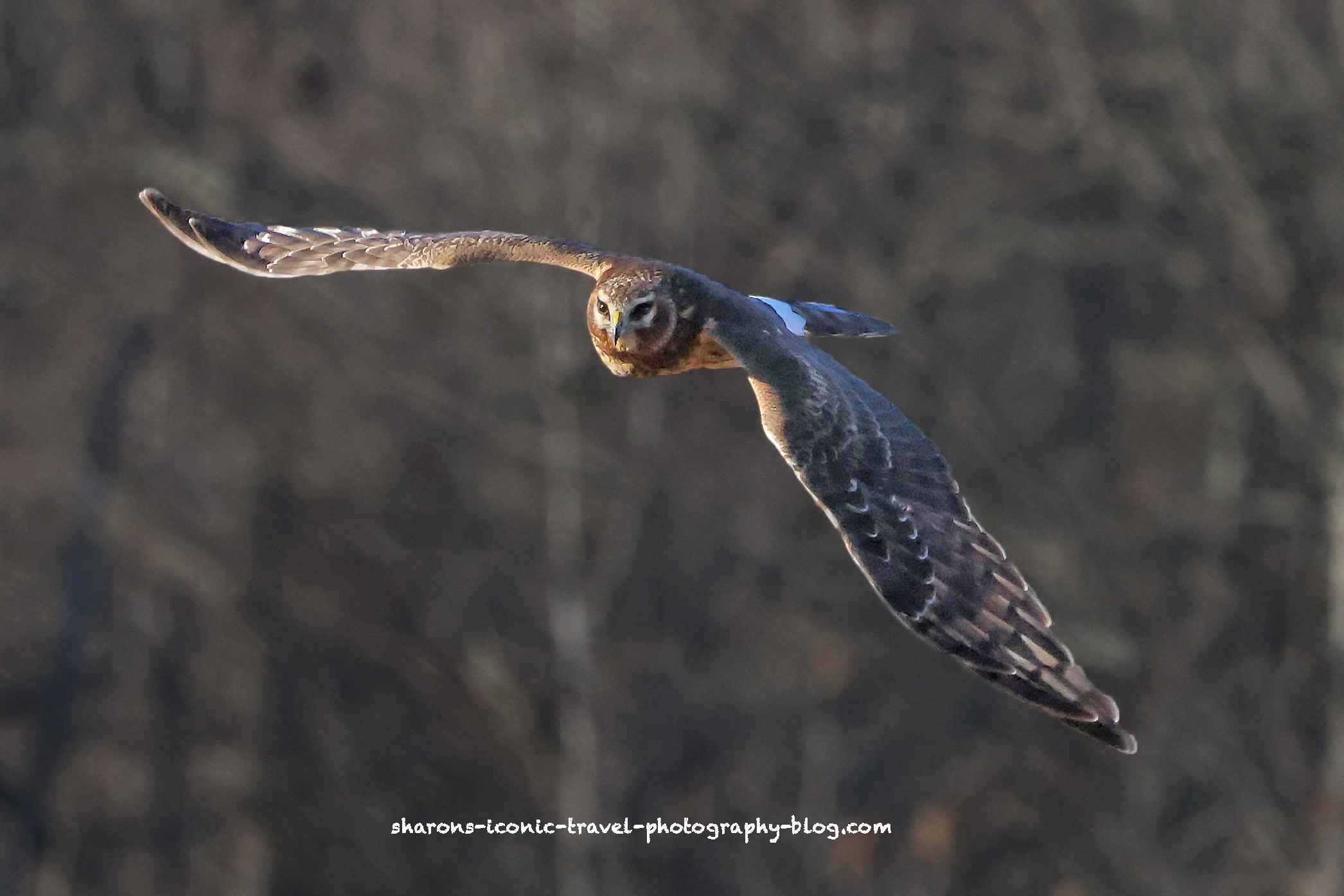Harrier Hawk – Sharon's Iconic Travel Photography Blog