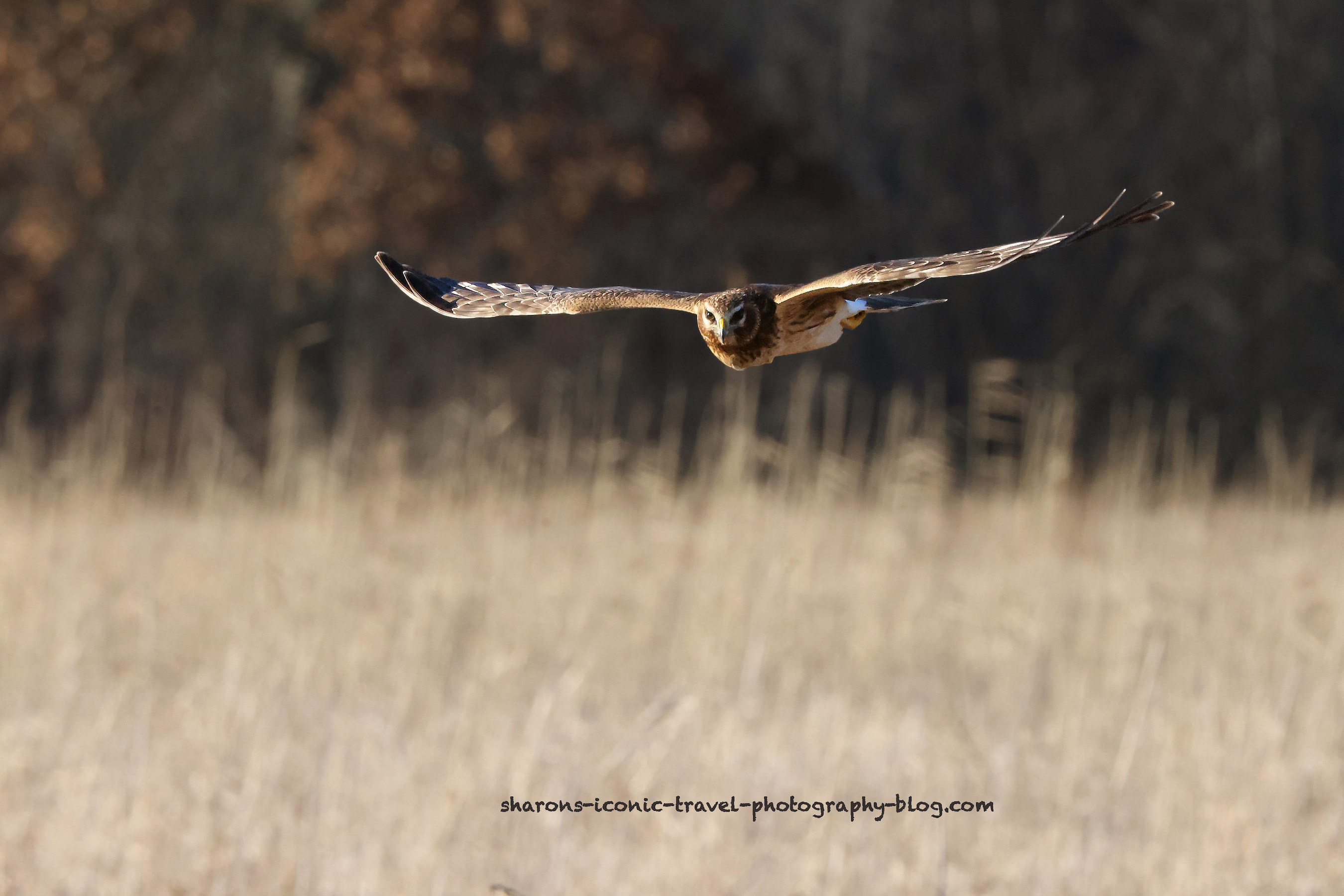 Harrier Hawk – Sharon's Iconic Travel Photography Blog