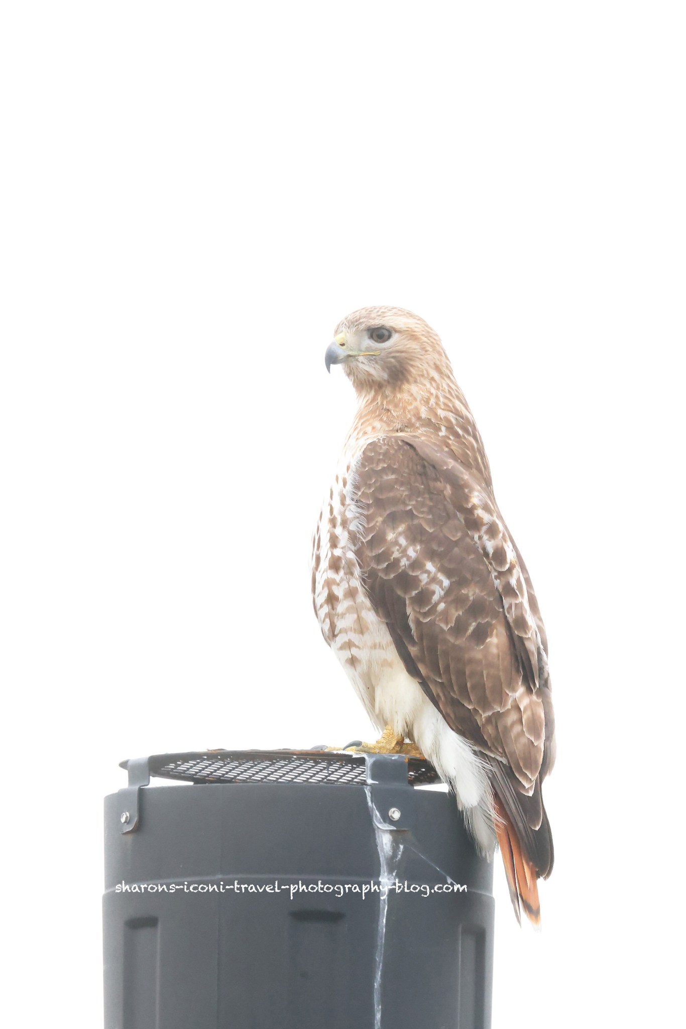 Red Tailed Hawk – Sharon's Iconic Travel Photography Blog