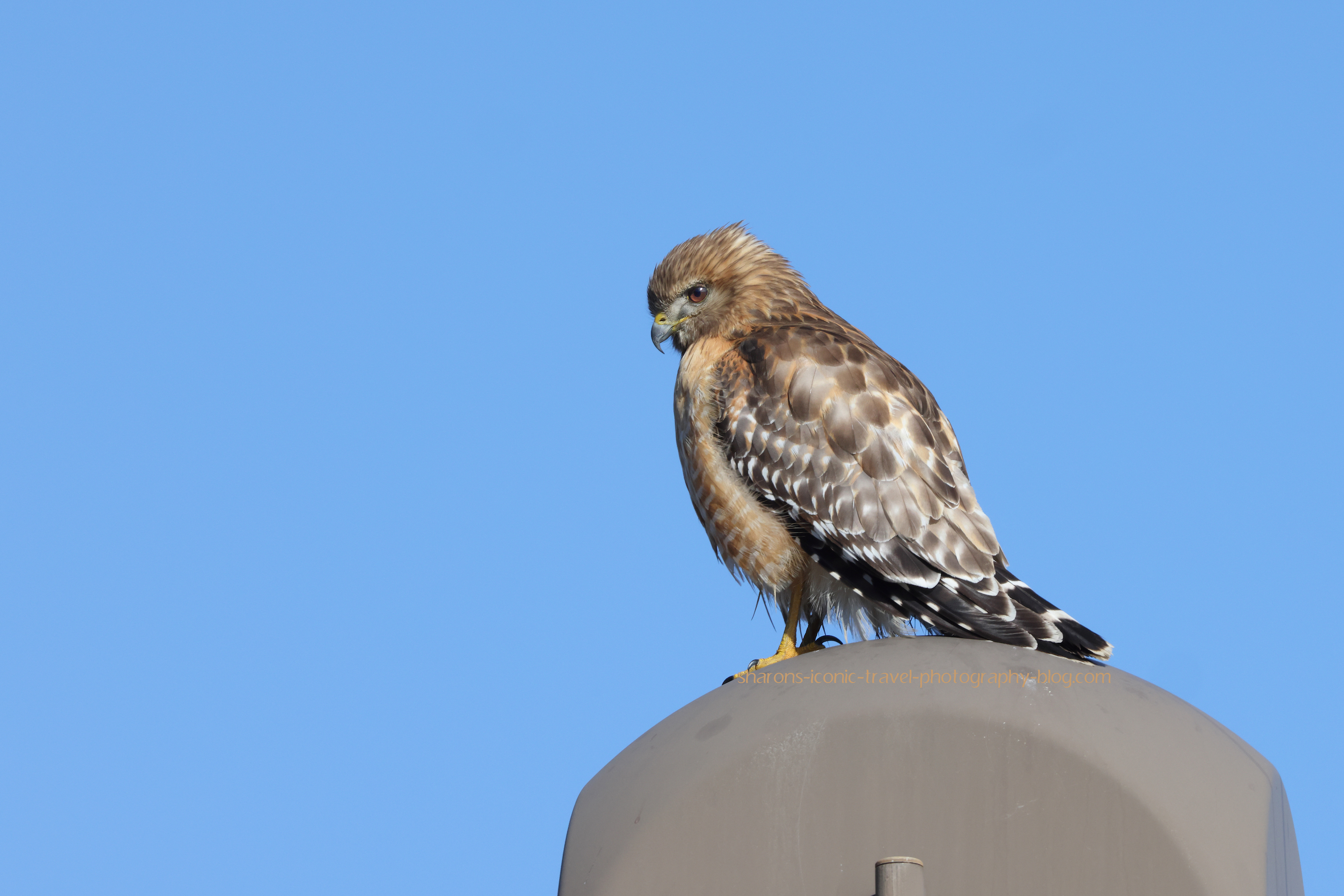 Red Shouldered Hawk? – Sharon's Iconic Travel Photography Blog