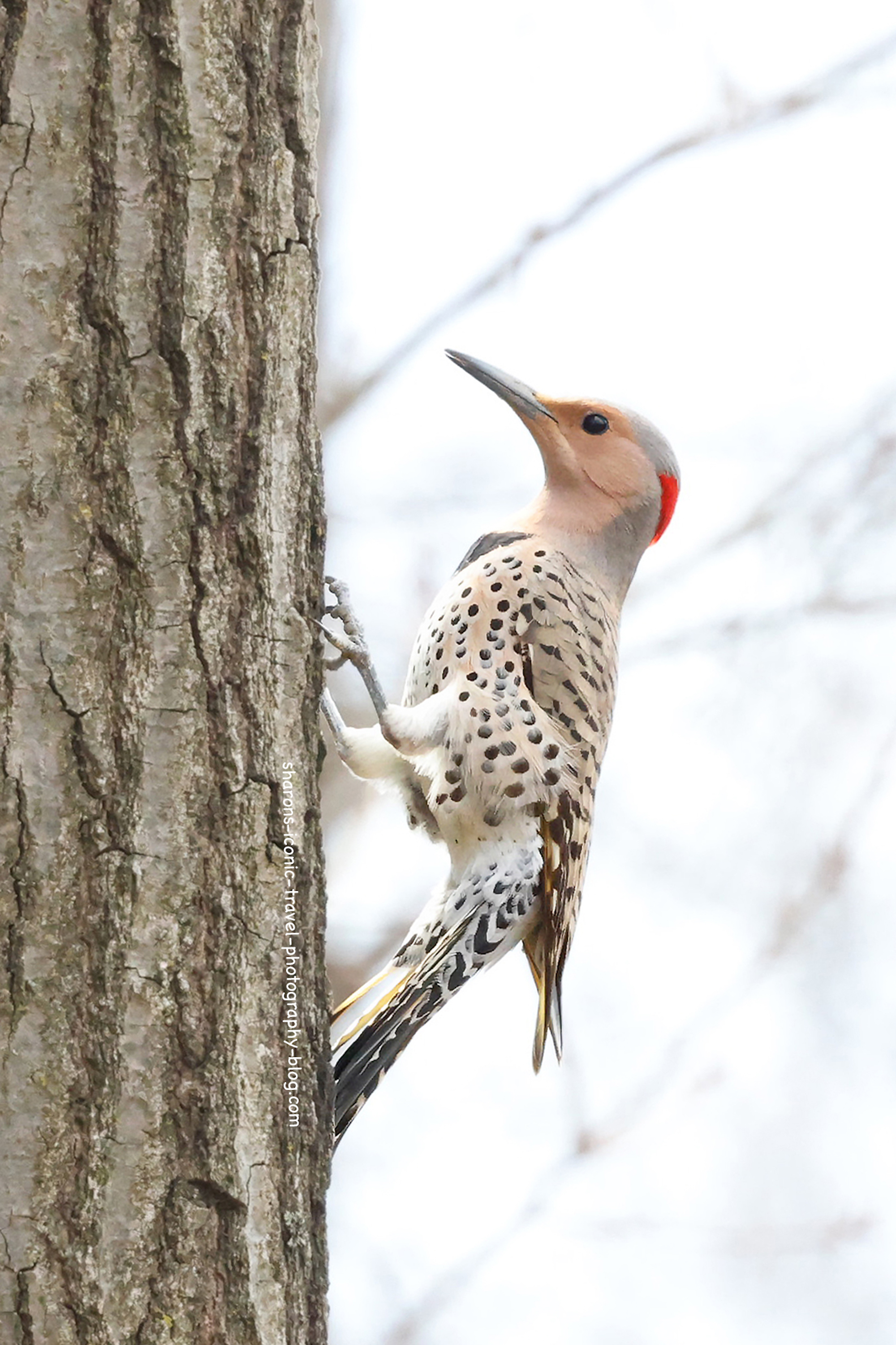 Northern Flicker – Sharon's Iconic Travel Photography Blog