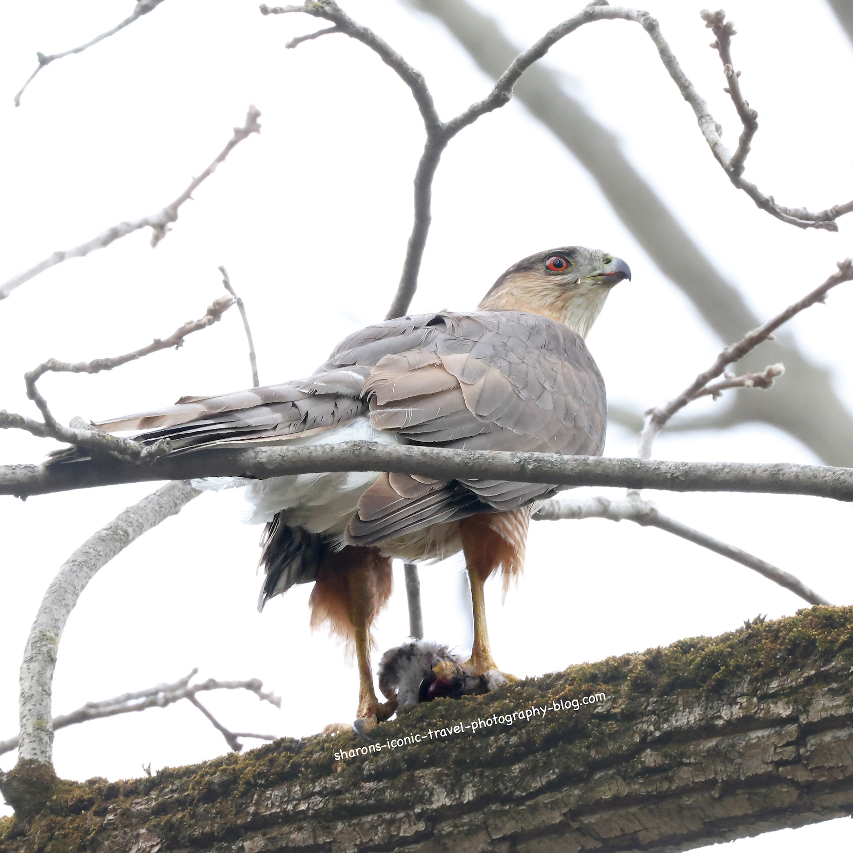 Forest Drama- Hawk – Sharon's Iconic Travel Photography Blog