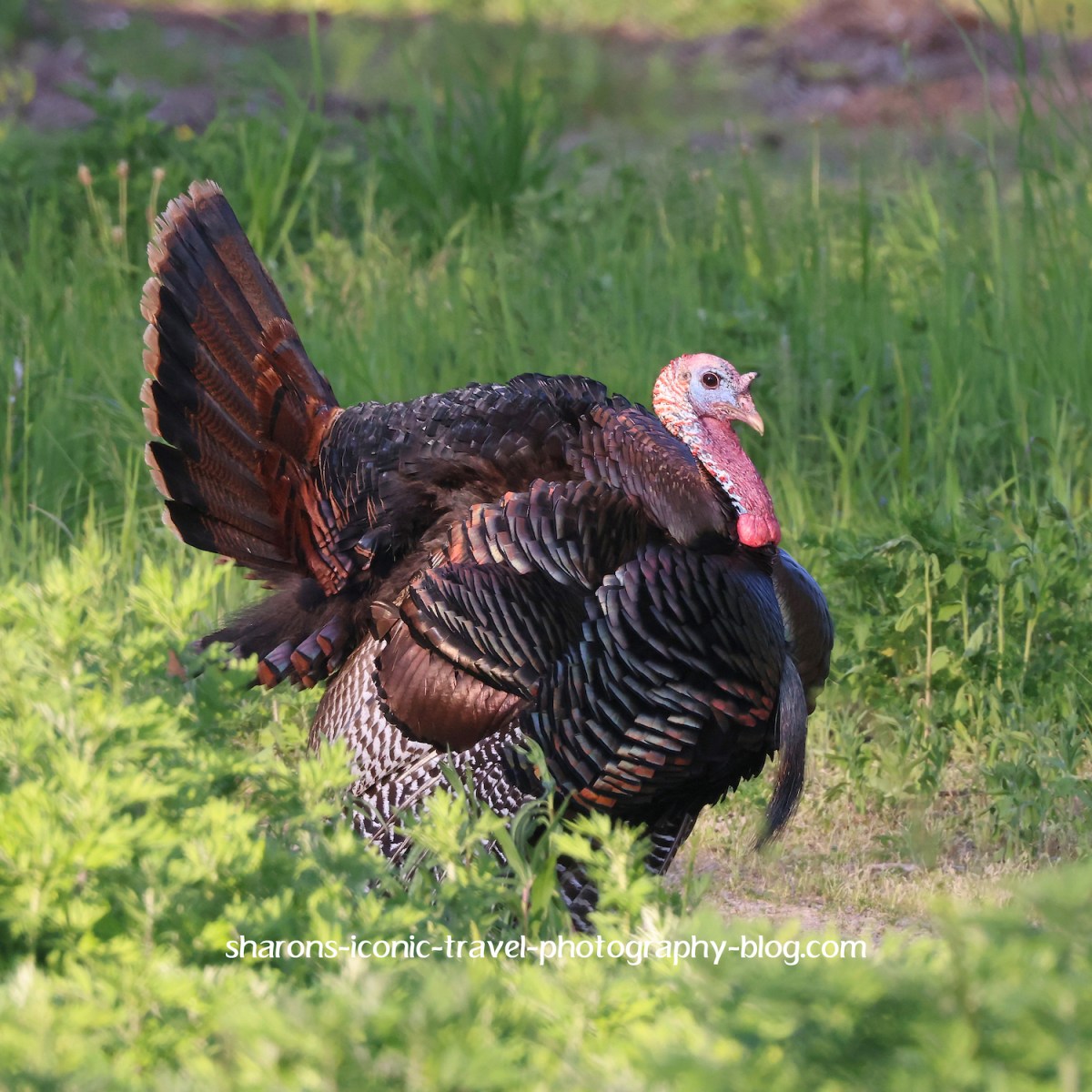 A Turkey Kind of&nbsp;Week