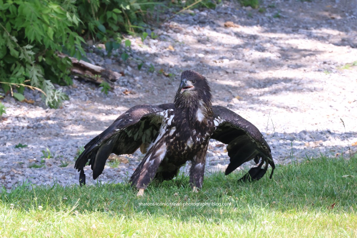 Eaglet Not Flying