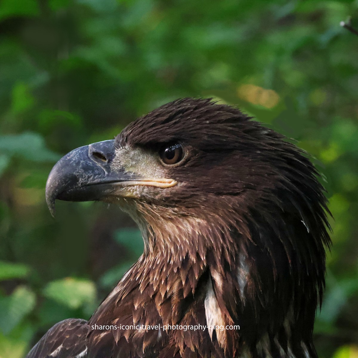 Grounded Eaglet Rescue