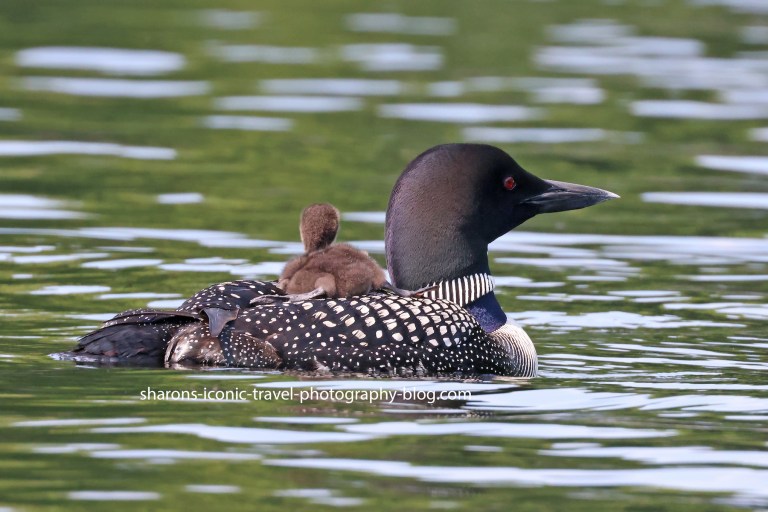 Baby Loon Riding Mom – Sharon's Iconic Travel Photography Blog