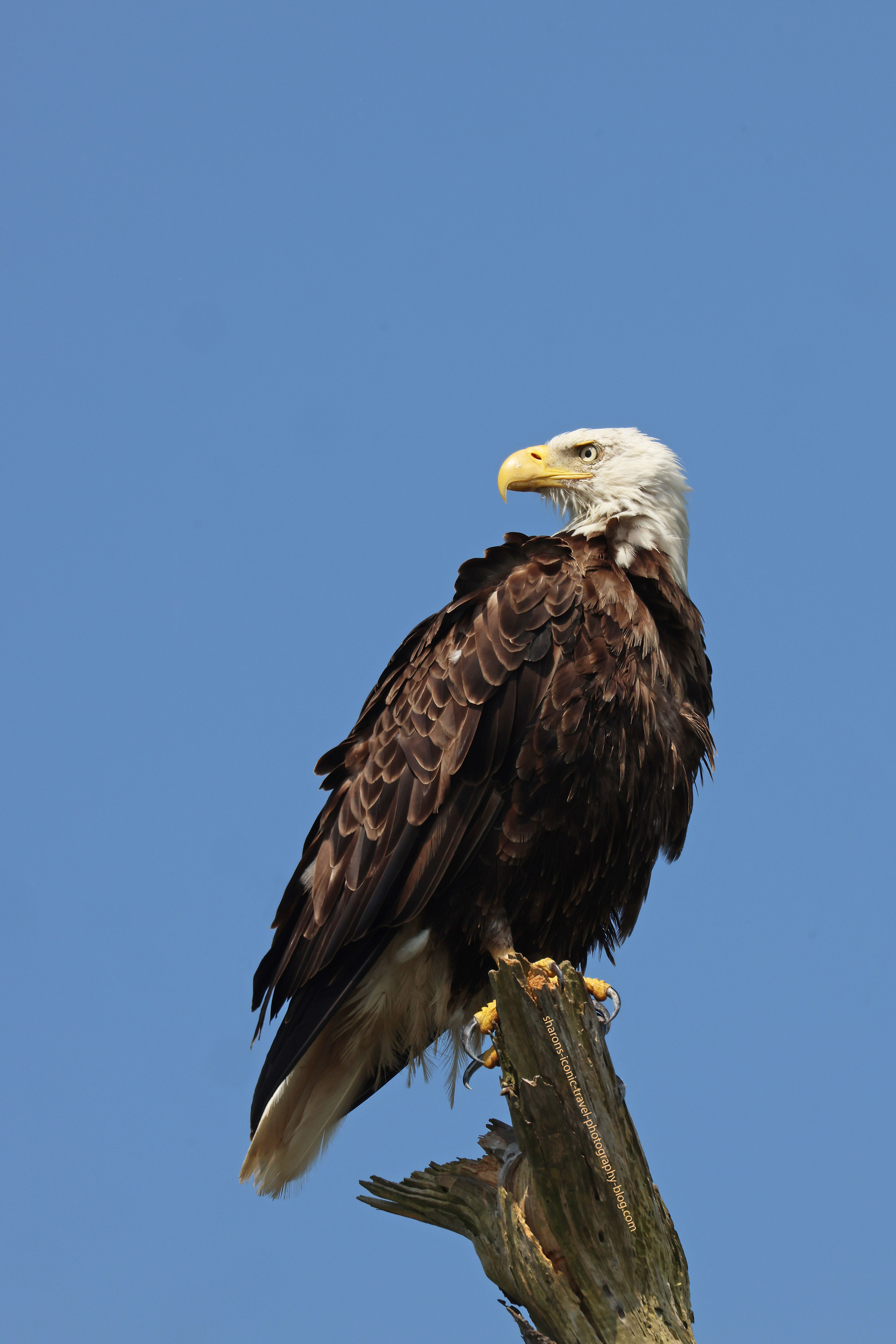 Assateague Eagle – Sharon's Iconic Travel Photography Blog