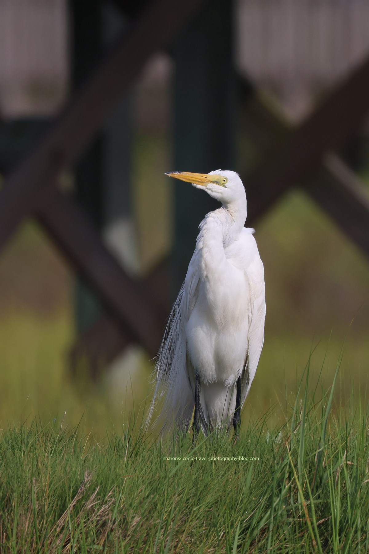 Assateague Great Egret