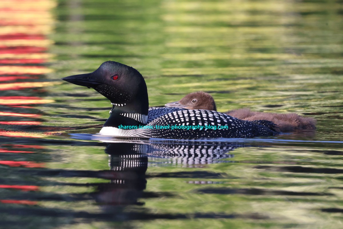 Loons with Colours in&nbsp;Water