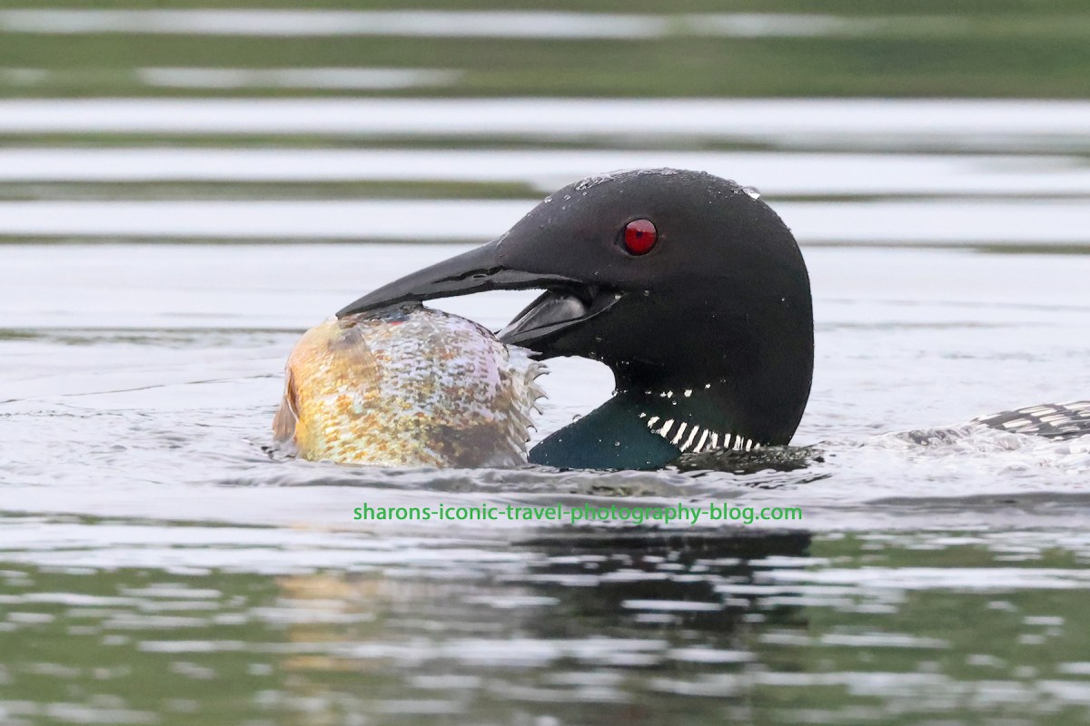 I Can’t Believe It Ate the Whole&nbsp;Thing!