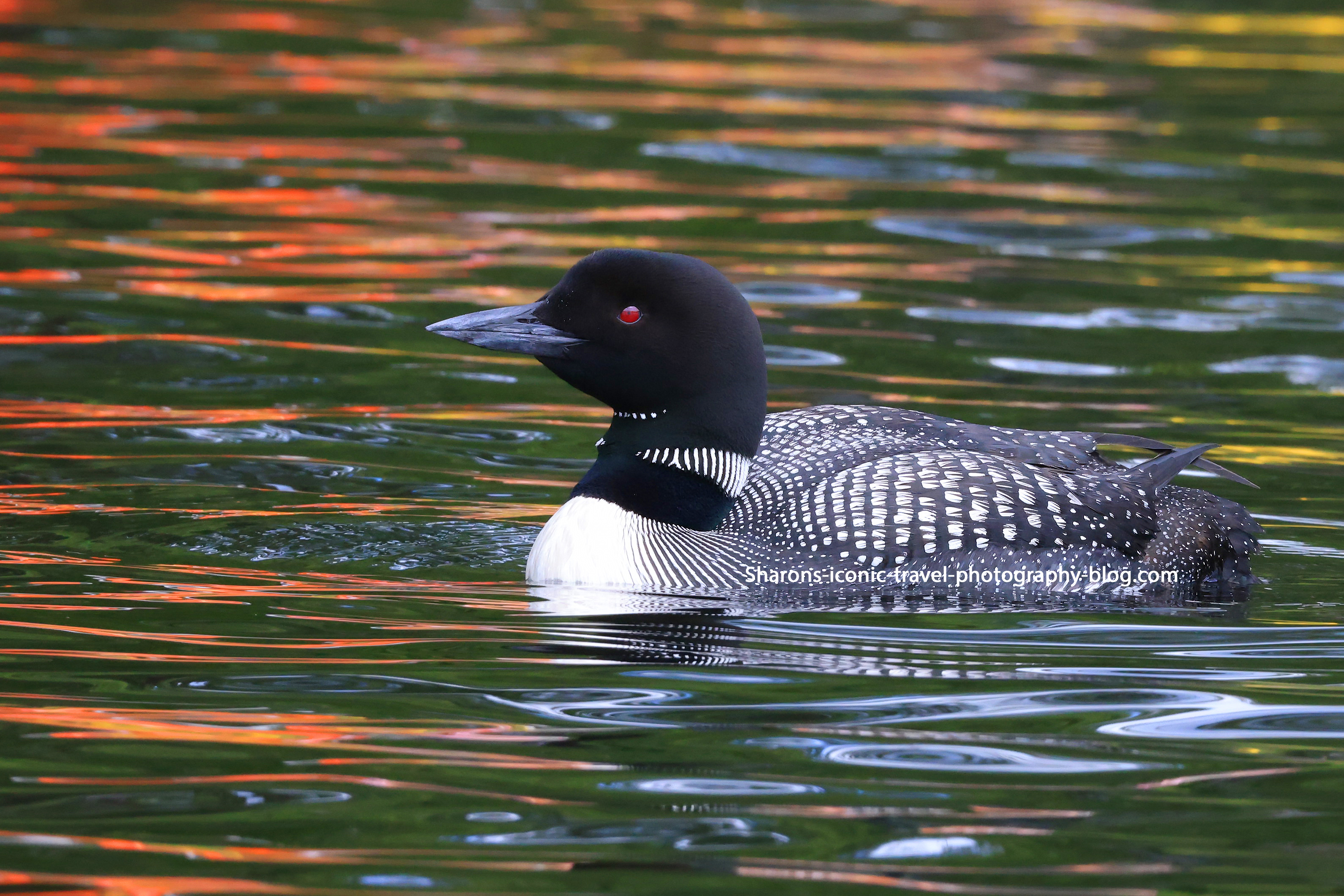 Loons With Orange – Sharon's Iconic Travel Photography Blog