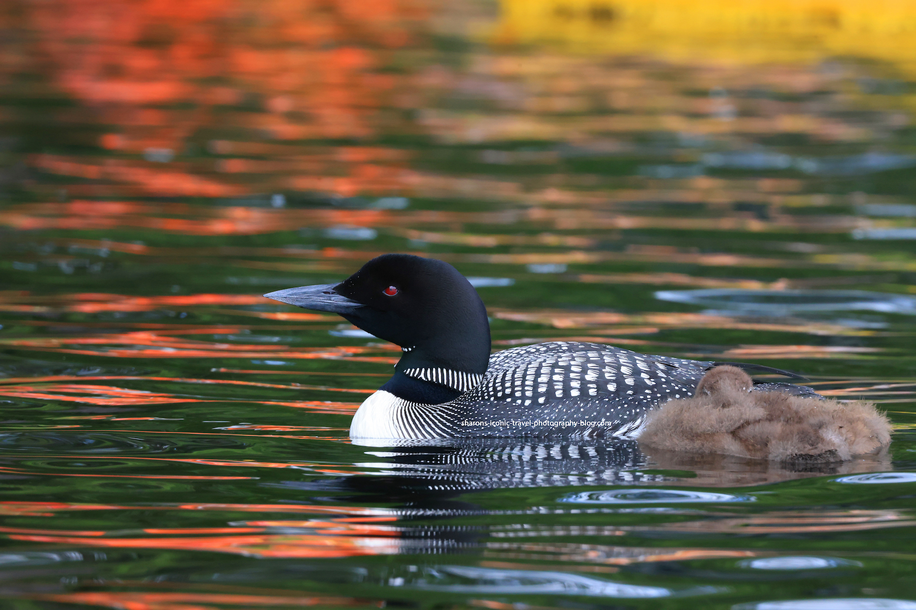 Loons With Orange – Sharon's Iconic Travel Photography Blog