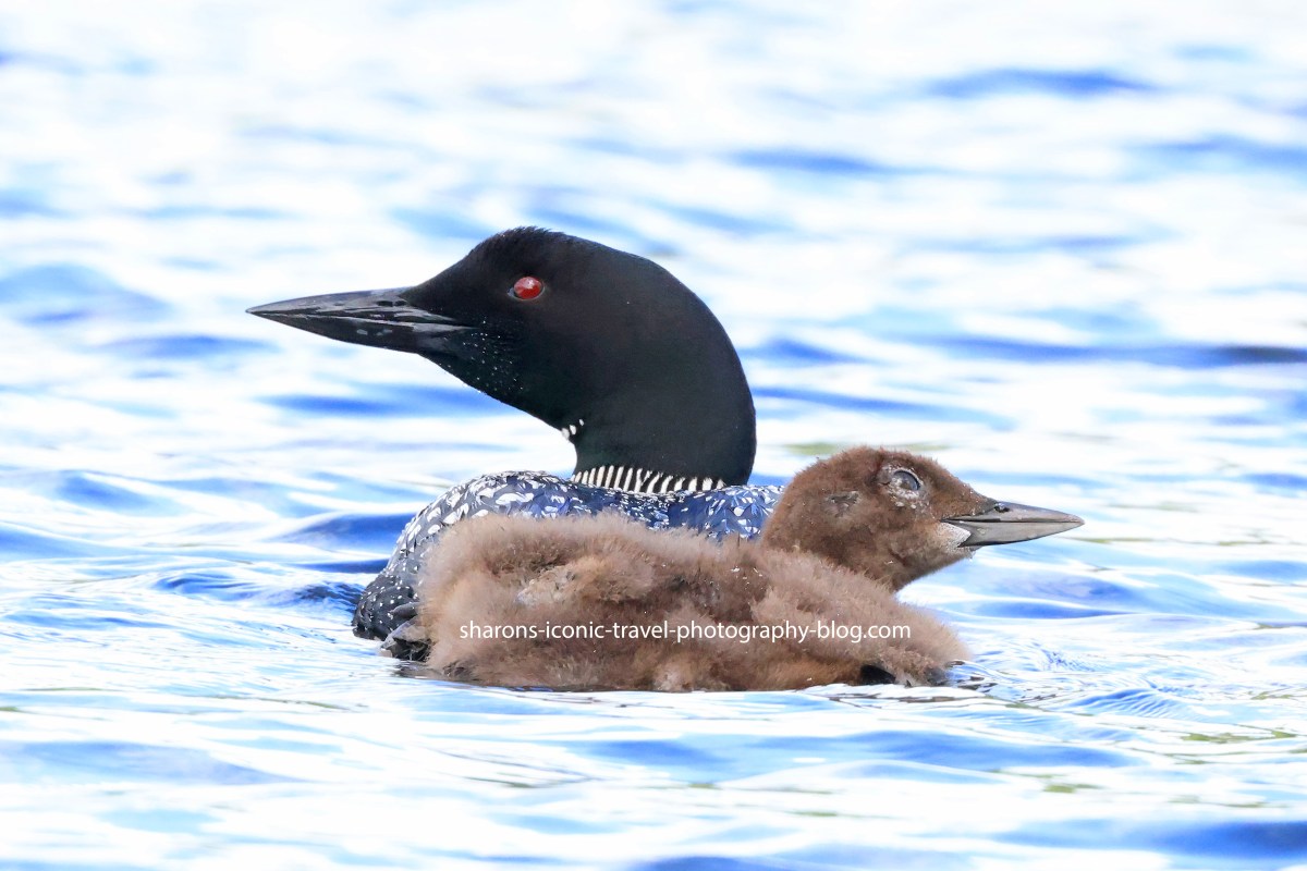 Stuck in the Middle&nbsp;Loons