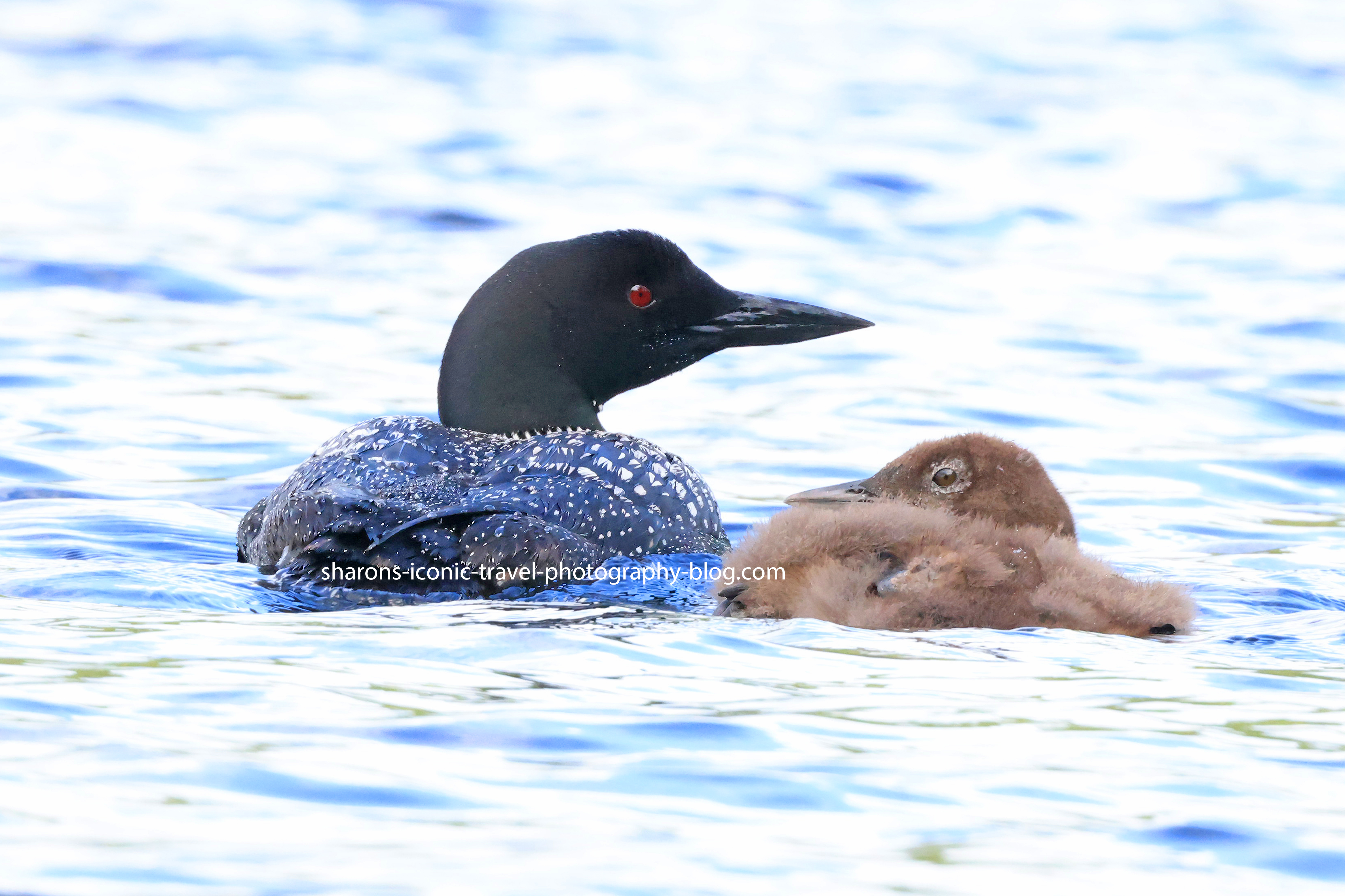 Stuck in the Middle Loons – Sharon's Iconic Travel Photography Blog