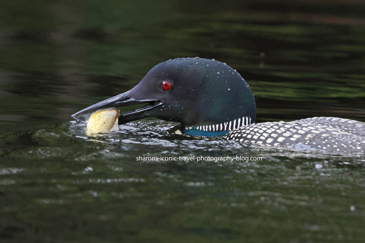 St Regis Loon with&nbsp;Fish