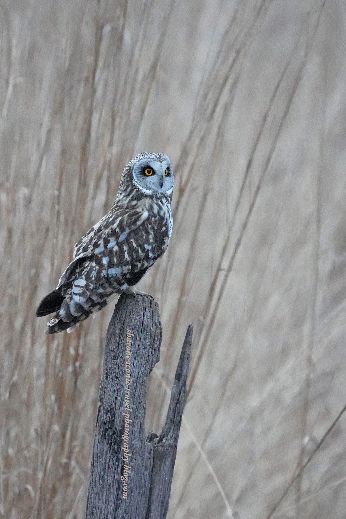 More Short-Eared Owls on a Post – Sharon's Iconic Travel Photography Blog