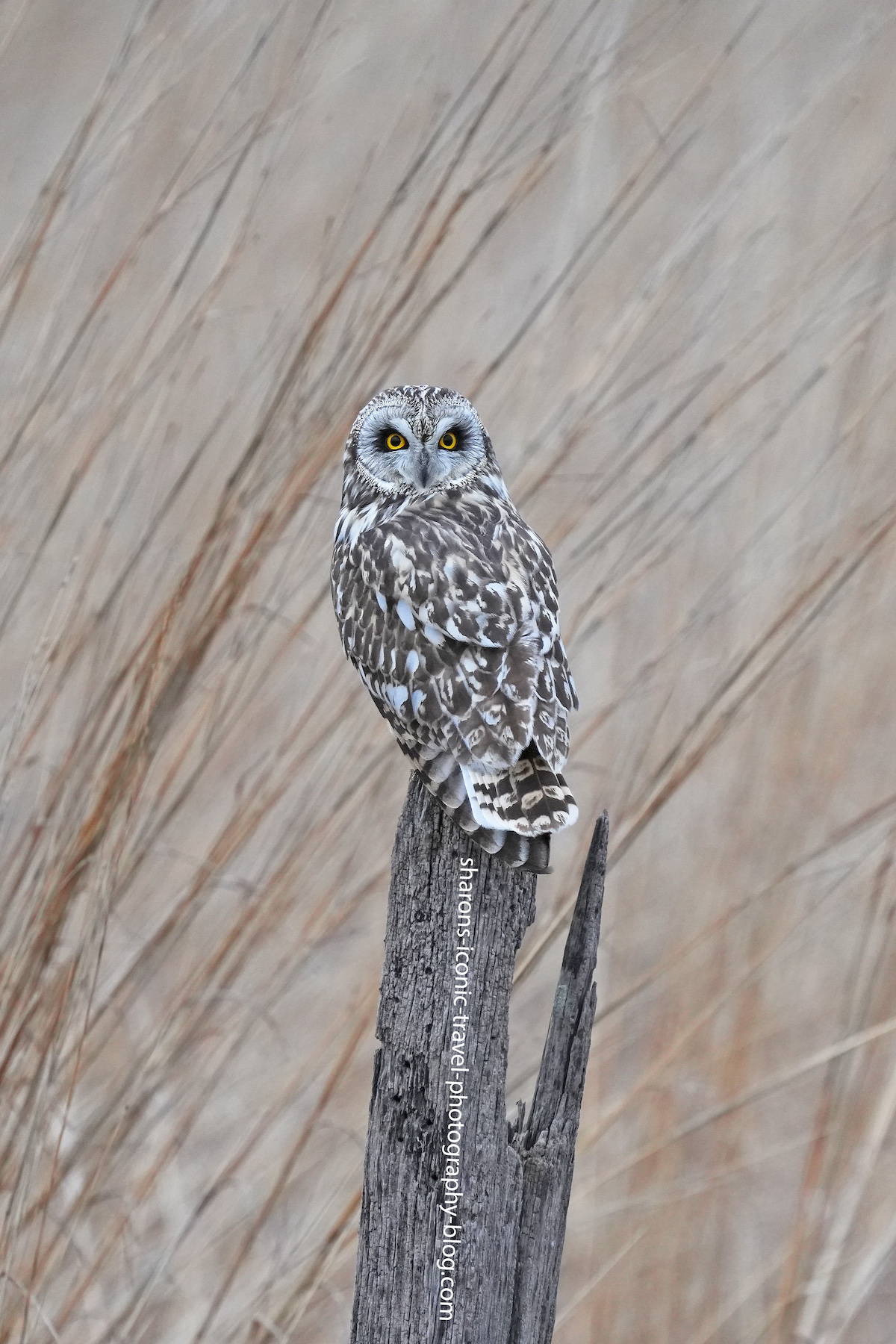 Short-Eared Owl Post&nbsp;Hopping