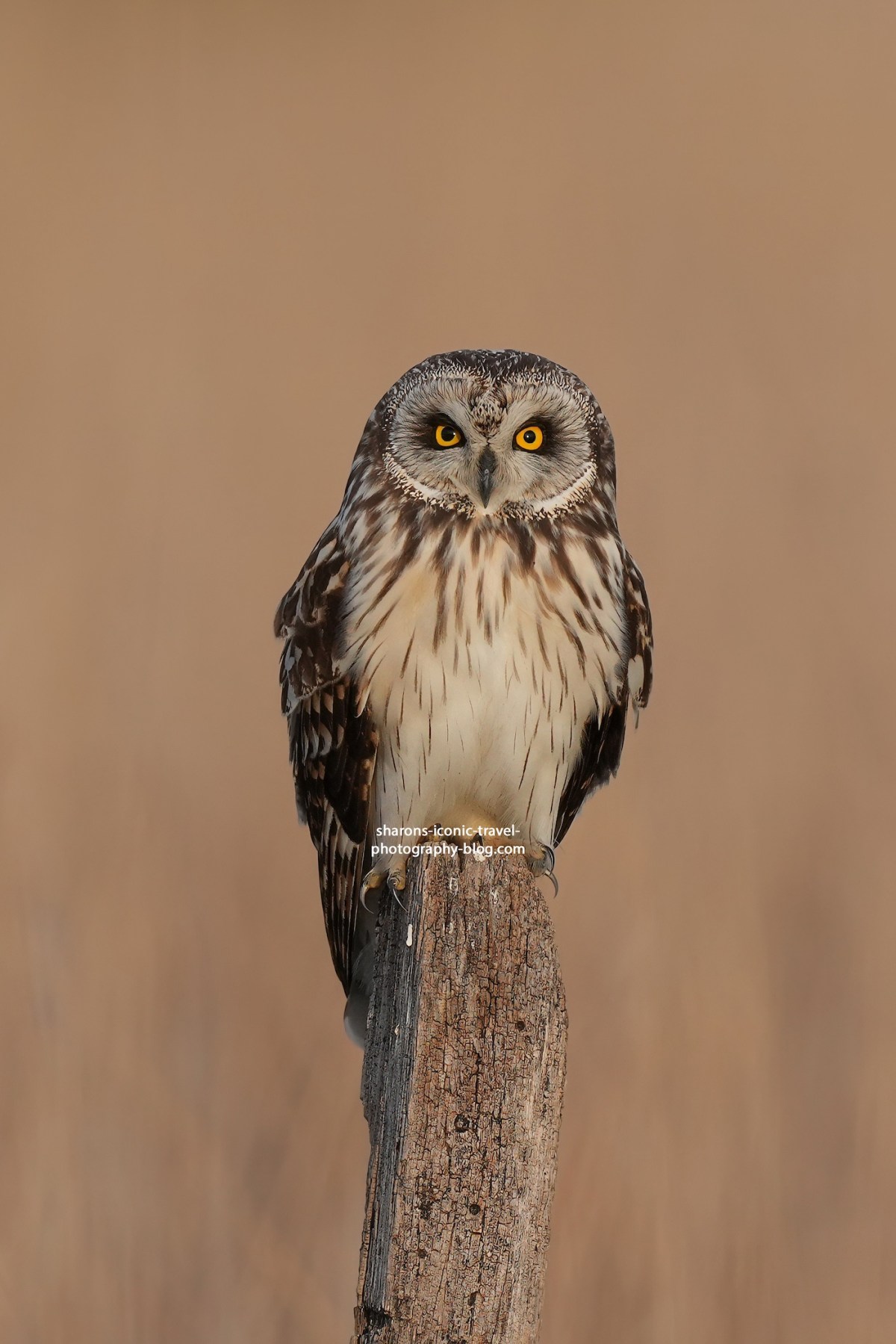 Short-Eared Owl Grand&nbsp;Finale