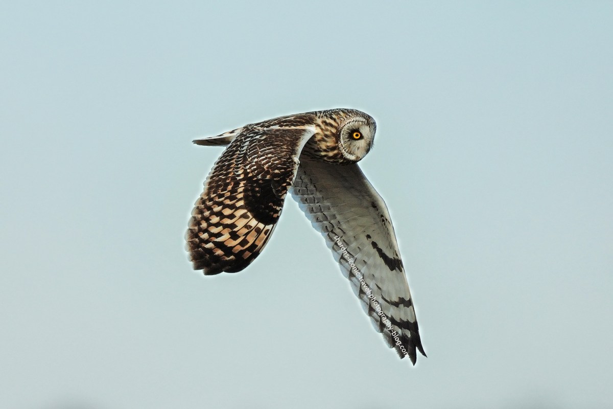 Short-Eared Owl in Flight&nbsp;2