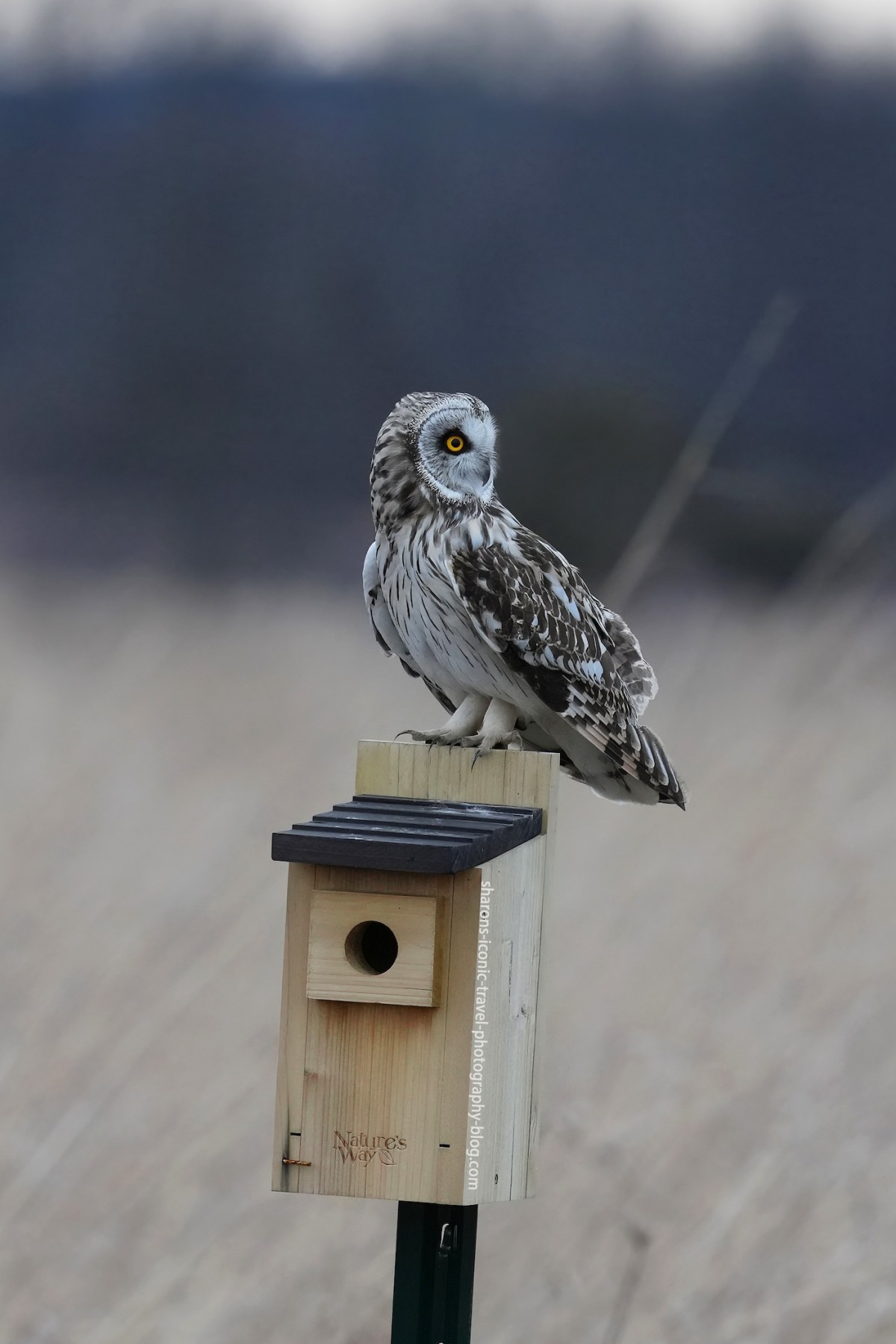 Short-Eared Owl on a&nbsp;Birdhouse