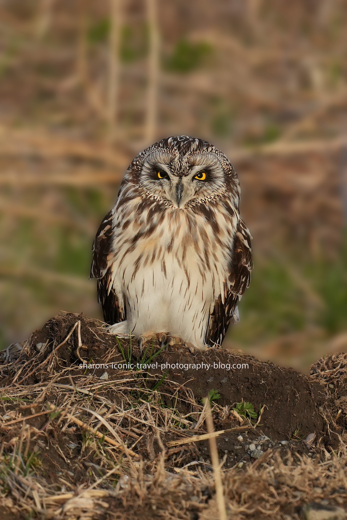 Short-Eared Owl on the&nbsp;Ground