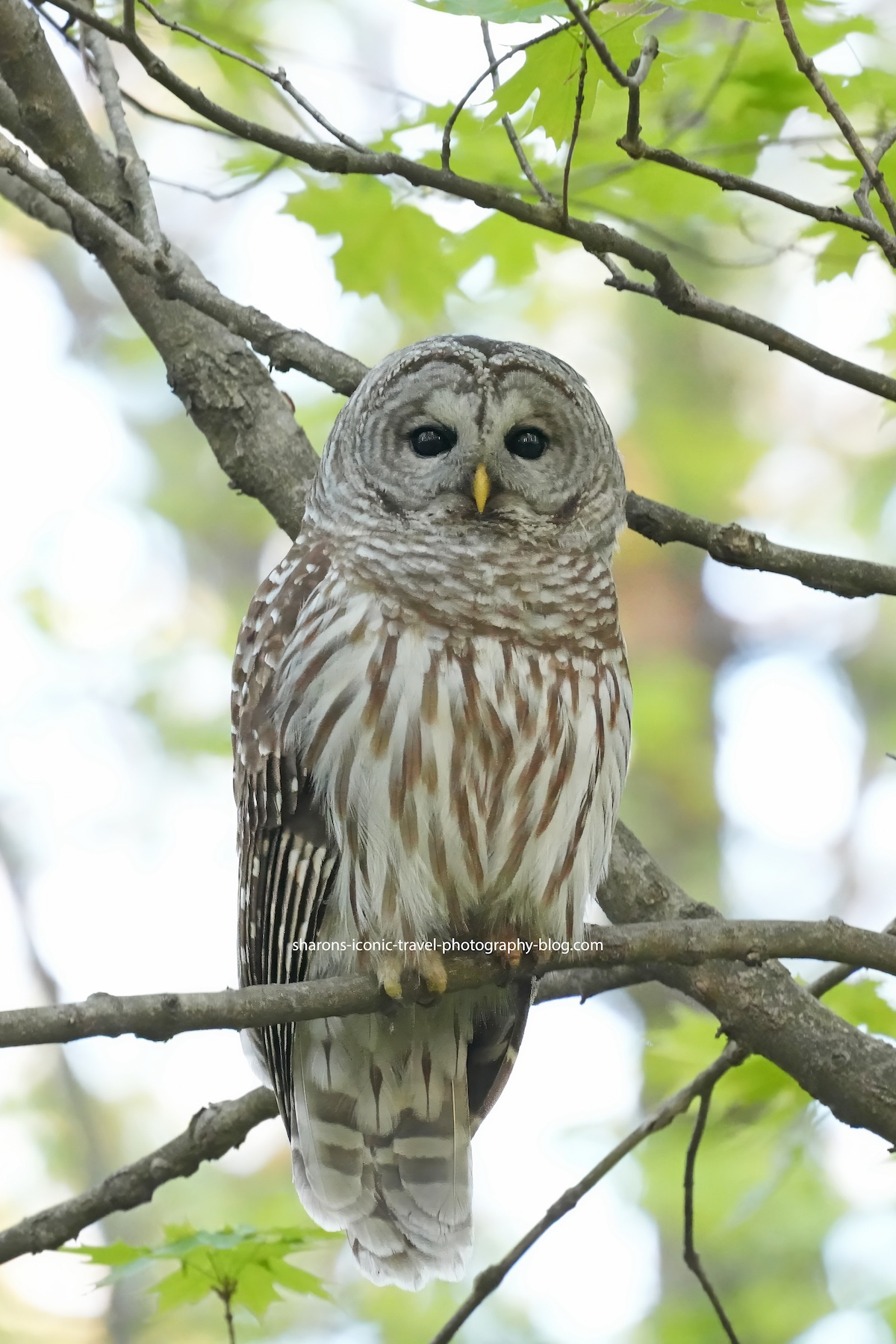 The Barred are&nbsp;Back!