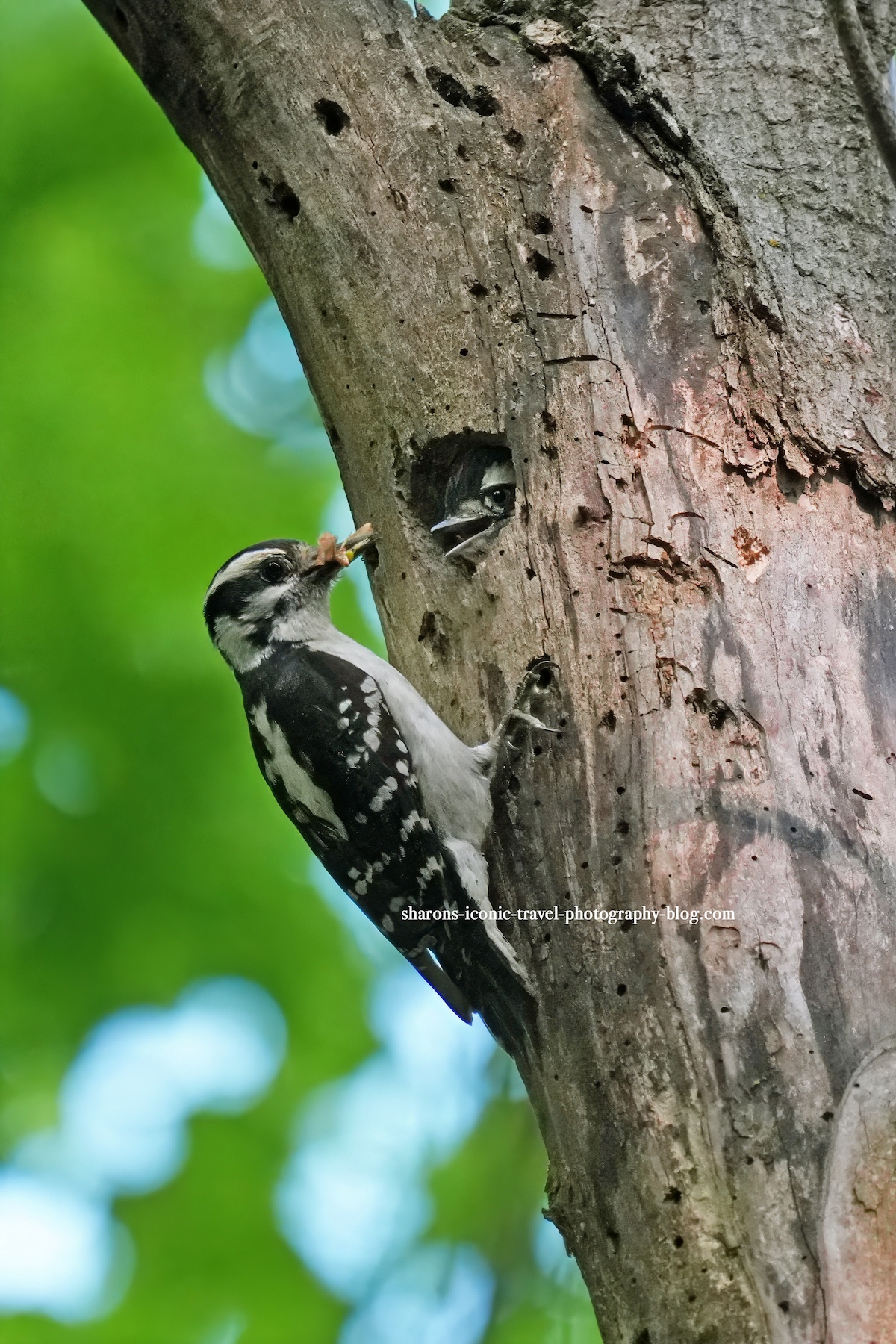 Downy Woodpecker Family – Sharon's Iconic Travel Photography Blog