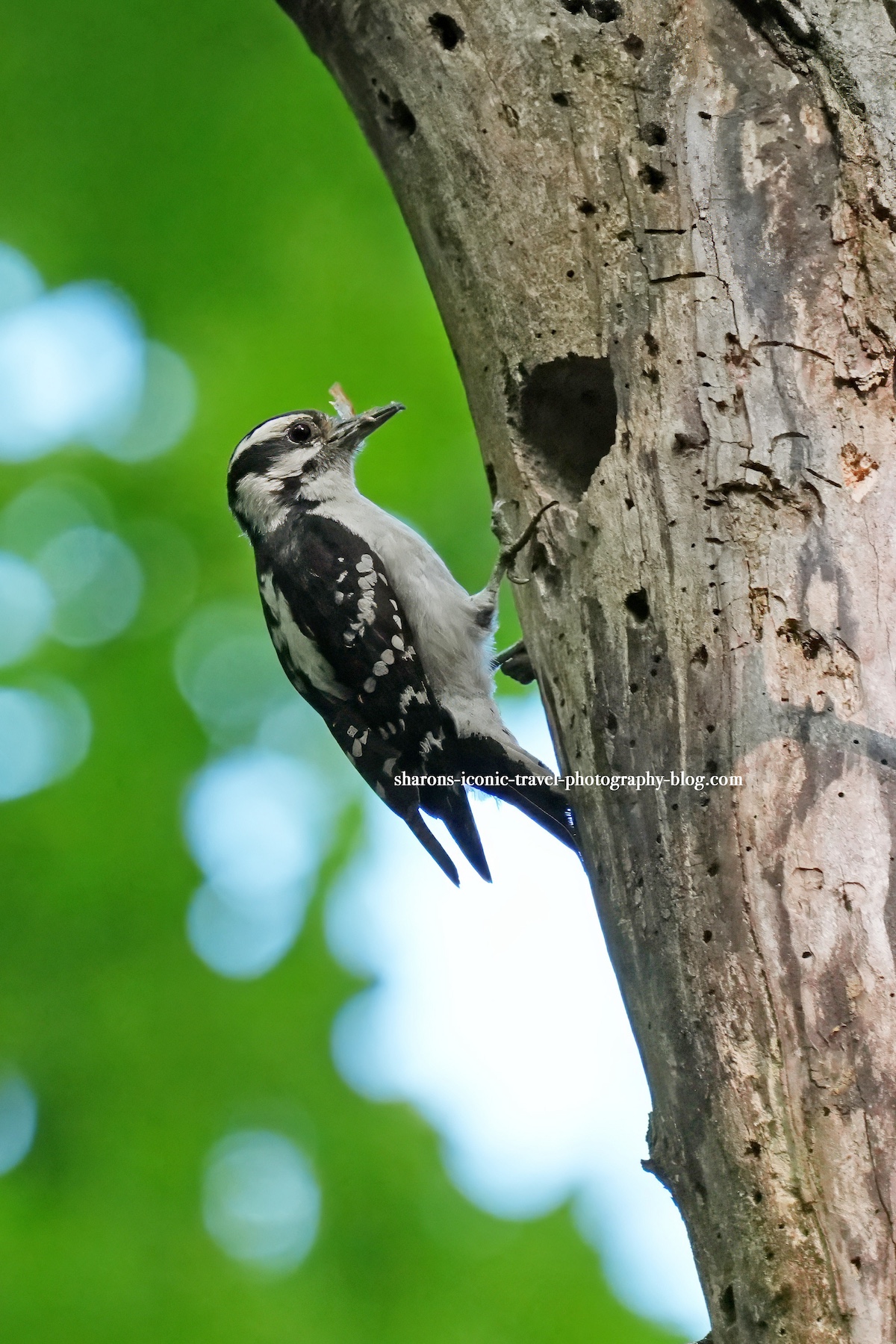 Downy Woodpecker Family – Sharon's Iconic Travel Photography Blog
