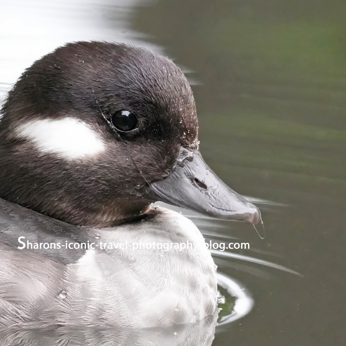 Bufflehead
