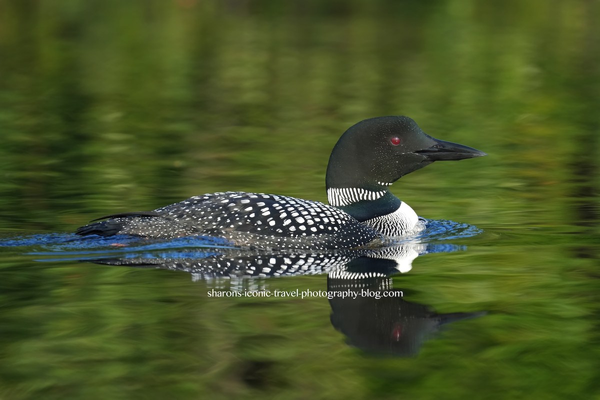 Rollins Pond Loon