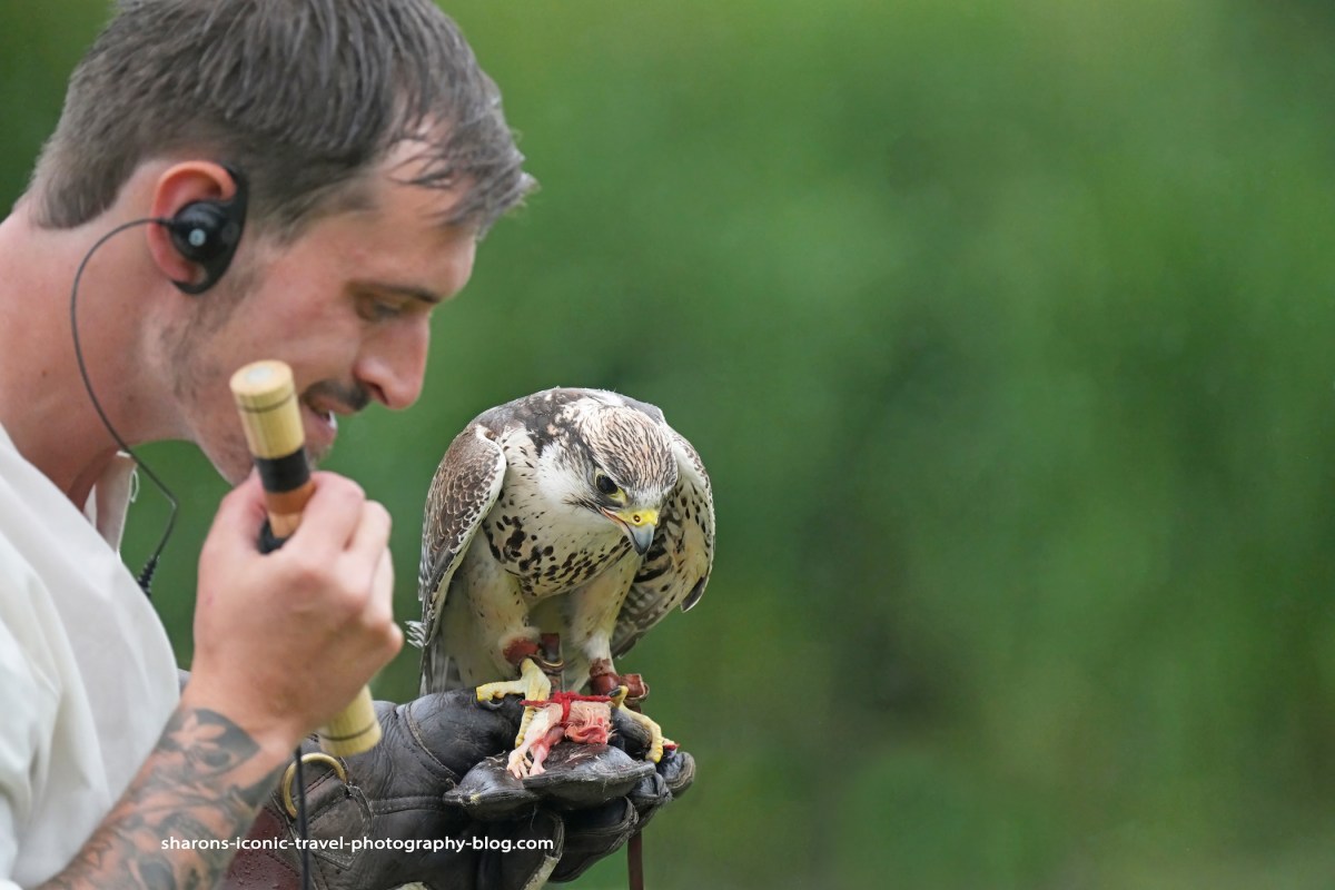 Peregrine With Falconer