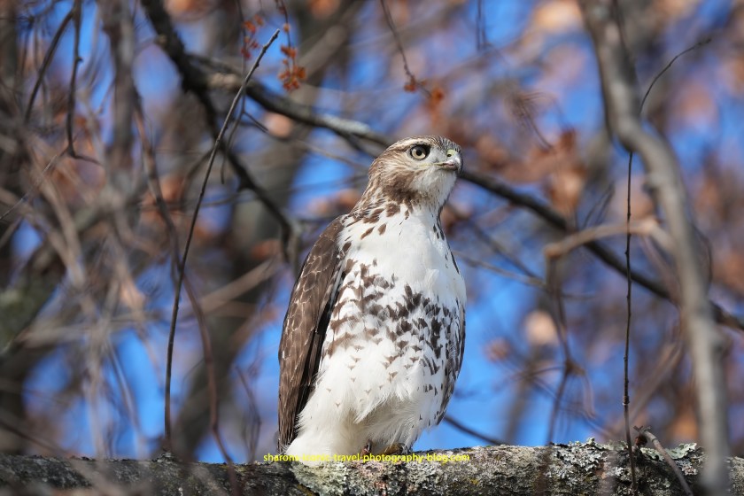 Educated Red-Tailed Hawk – Sharon's Iconic Travel Photography Blog