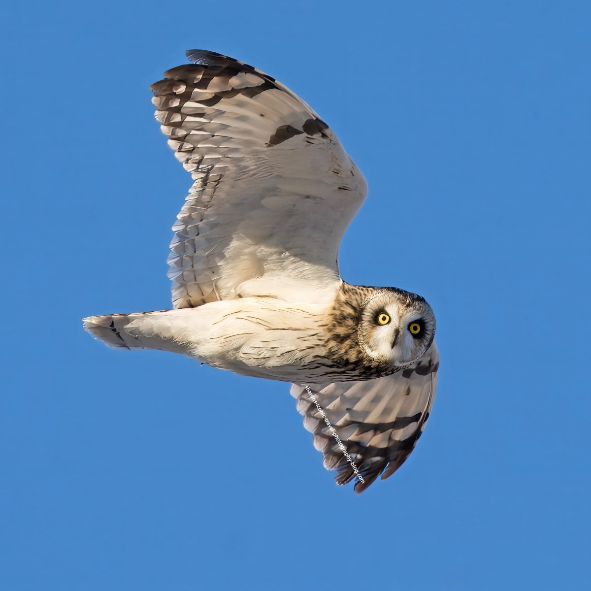 Short-Eared Owl on&nbsp;Christmas