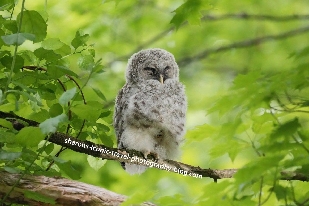 Barred Owl Family Number&nbsp;2
