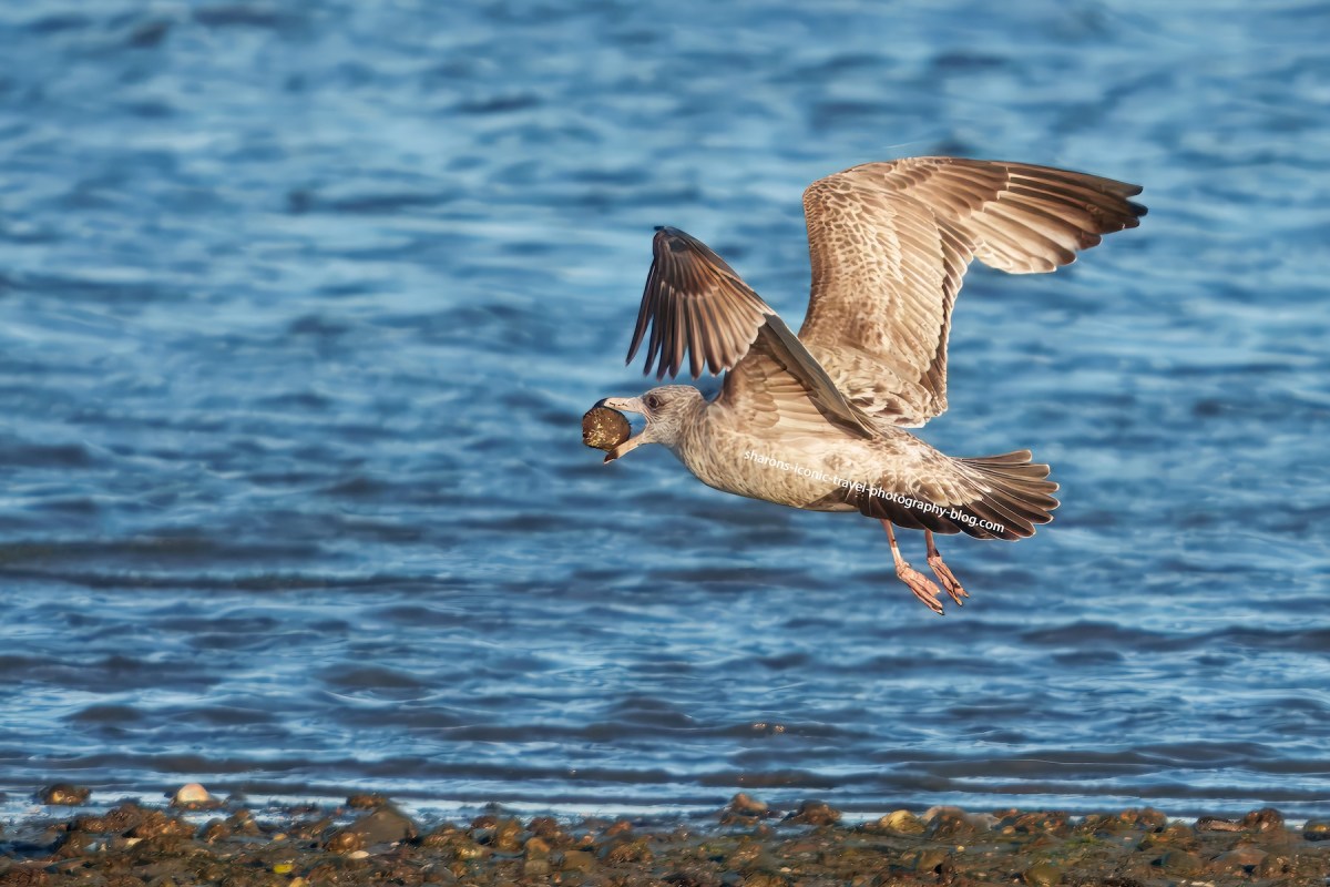 Icelandic Gull
