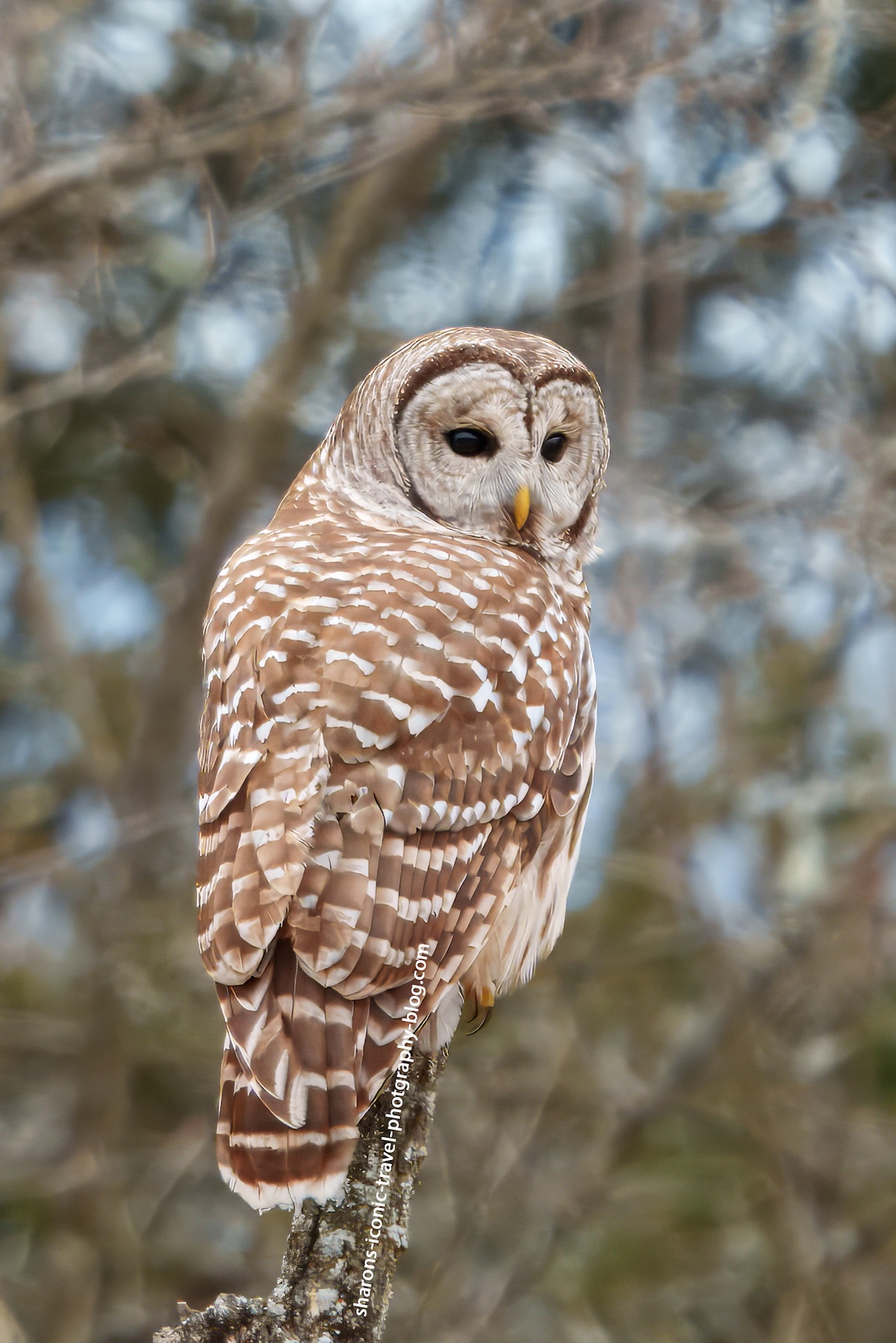 Barred Owl January&nbsp;2025