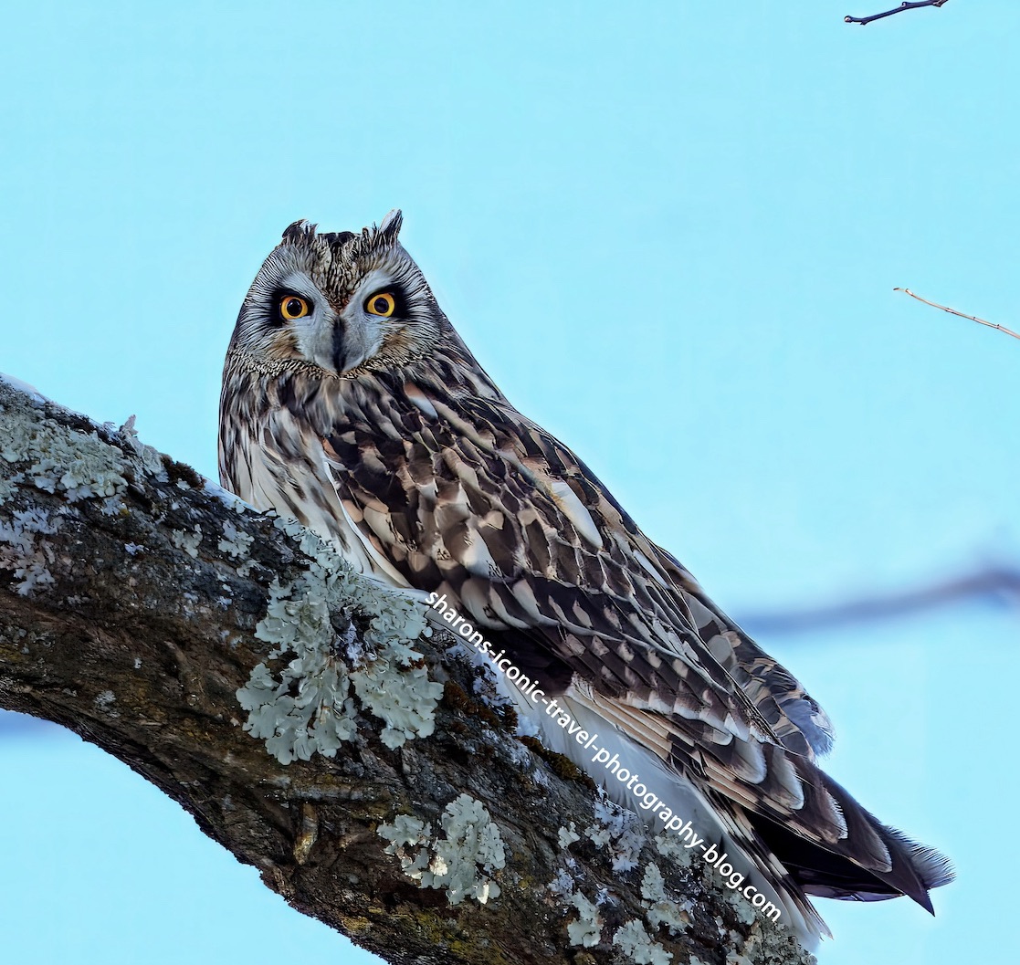 Short-Eared Owl in a Tree Jan.&nbsp;2025