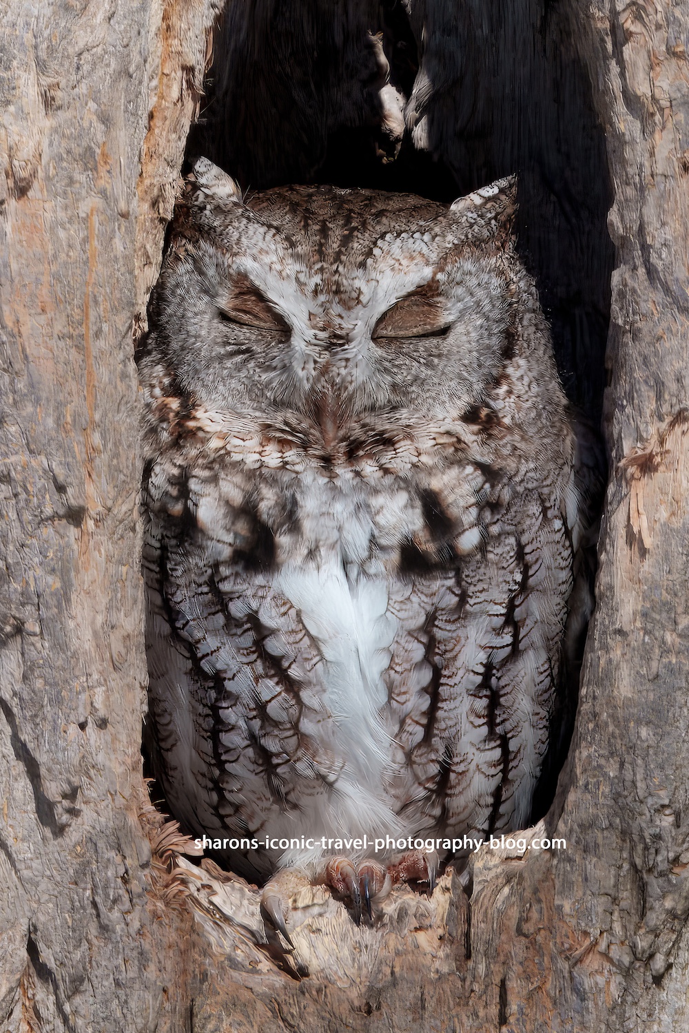 Wakey-Wakey Screech Owl